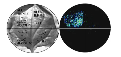 荧光素酶蛋白互补实验(Luciferase Complementation Assay,LCA) - 我的网站